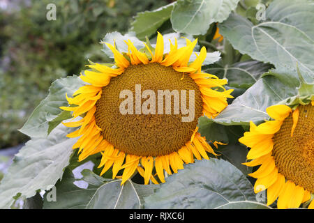 Bellissimi colori luminosi girasoli e piante verdi Foto Stock