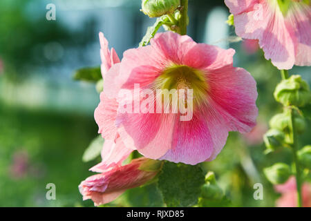 Malva Silvestris. Blooming musk mallow (Malva alcea, cut-lasciava malva, vervain mallow o hollyhock malva) in estate Foto Stock