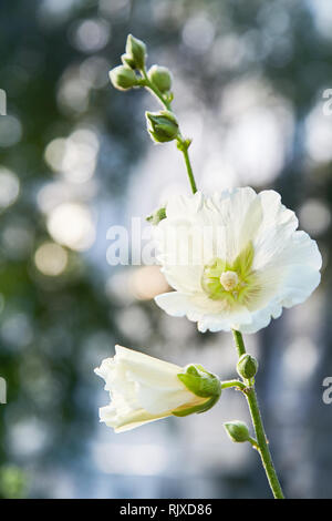 Malva Silvestris. Blooming musk mallow (Malva alcea, cut-lasciava malva, vervain mallow o hollyhock malva) in estate Foto Stock