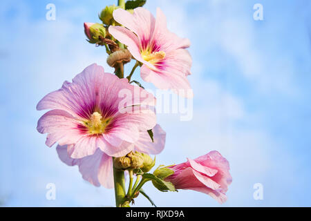 Malva Silvestris. Blooming musk mallow (Malva alcea, cut-lasciava malva, vervain mallow o hollyhock malva) in estate Foto Stock