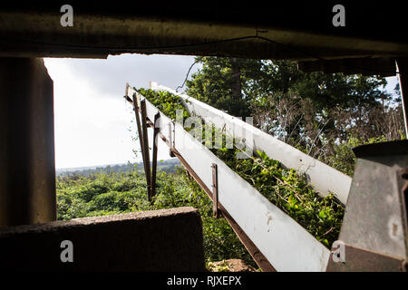 Hop vendemmia a Larkin birreria, Chiddingstone, Kent Foto Stock