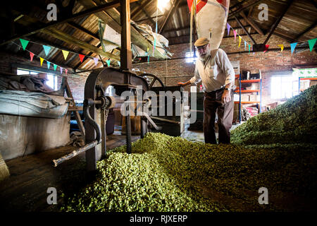 Premendo il luppolo a Larkin birreria, Chiddingstone, Kent Foto Stock