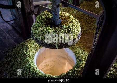 Premendo il luppolo a Larkin birreria, Chiddingstone, Kent Foto Stock