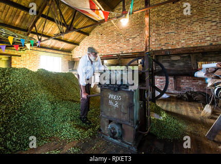 Premendo il luppolo a Larkin birreria, Chiddingstone, Kent Foto Stock