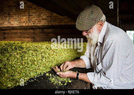 Premendo il luppolo a Larkin birreria, Chiddingstone, Kent Foto Stock