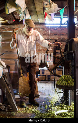 Premendo il luppolo a Larkin birreria, Chiddingstone, Kent Foto Stock