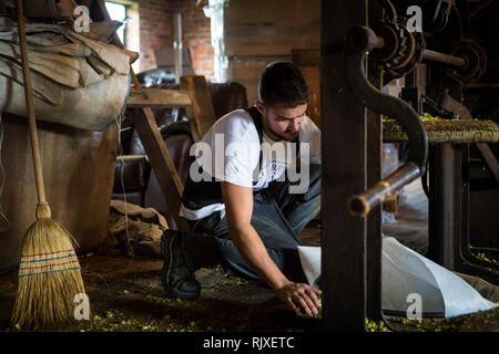 Premendo il luppolo a Larkin birreria, Chiddingstone, Kent Foto Stock