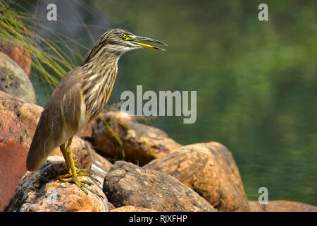 Indian Pond Heron, Paddybird, Ardeola grayii, Goa, India Foto Stock