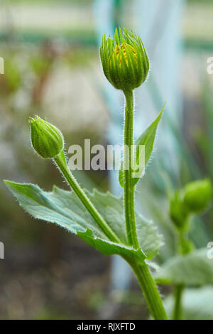 Boccioli di fiori gialli Doronicum plantagineum nel giardino estivo. Mazzo di fiori Doronicum close-up Foto Stock