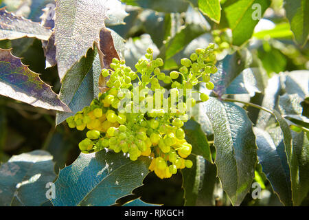 Mahonia aquifolium Oregon-uva selvaggio fiore holly foglie, evergreen in primavera Foto Stock