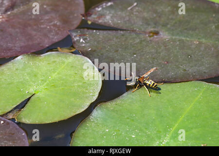 Wasps / Gruppo wasps bere acqua da uno stagno. Foto Stock