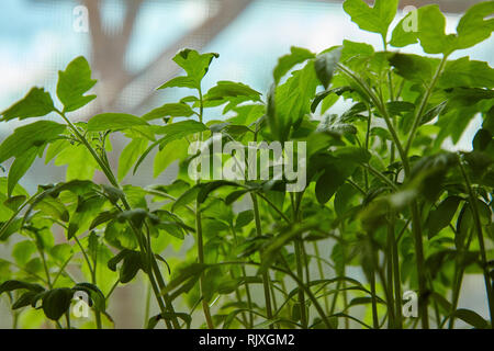 Giovani arbusti di piante di pomodoro in serra Foto Stock