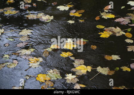 Foglie di autunno giacciono su asfalto Foto Stock