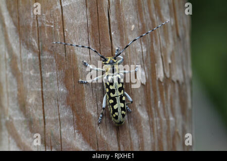 Leptura / Leptura rubra beetle seduto su di una superficie di legno Foto Stock
