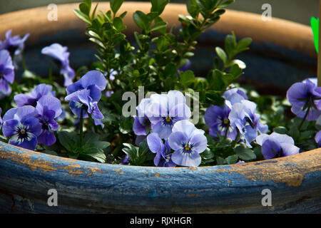 Bella pansies luminosi nel giardino vicino alla casa Foto Stock