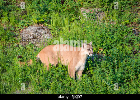 Mountain Lion a piedi attraverso il luminoso verde erbe di primavera Foto Stock