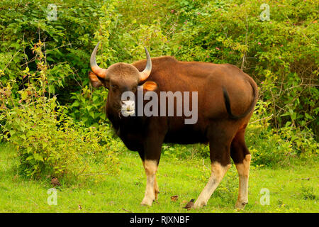 Indian Guar, Bos gaurus, Bandipur National Park, Karnataka, India Foto Stock