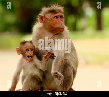 Cofano Maqaque, Macaca radiata, Bandipur National Park, Karnataka, India Foto Stock