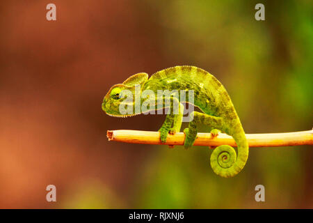 Indian camaleonte, Chamaeleo zeylanicus, Bandipur National Park, Karnataka, India Foto Stock