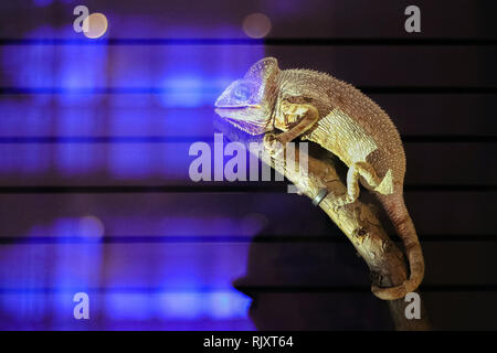 Chameleon isolato nero su sfondo di grandi dimensioni. Lizard sul carrello ad albero nel terrarium. La pelle ha un colore brillante Foto Stock