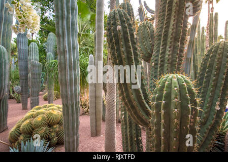Il Giardino Majorelle è un giardino botanico e artista giardino paesaggistico di Marrakech, Marocco. Jardin Majorelle Cactus e palme tropicali. Foto Stock