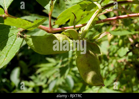 Albero giallo Peonia Foto Stock