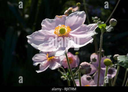 Anemone giapponese Foto Stock