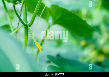 Crescendo il cetriolo con fiore e viticci nella casa verde. Coltivazione degli ortaggi Foto Stock