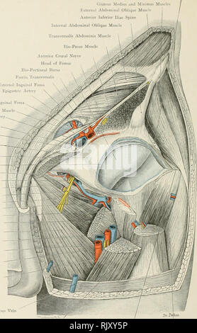 . Atlas di applicato (carta topografica) anatomia umana per studenti e professionisti. Anatomia. Rectus Kfmi&GT;ris muscolo (llutrus Mctlius ;ind Minimus muscoli addominali Kxteriiiil muscolo obliquo inferiore anteriore della colonna vertebrale iliaca addominale interna del muscolo obliquo Transversalis addominali Ilio-Psoas muscolo anteriore del muscolo nervo crurale testa del femore liio-Pectineal Bursa fascia transversalis Extcrnil Inguin il fossa profonda Epiga'^tric Vrtcrj inguinale interno Fossa Cremaster muscolo otturatore, arteria femorale Gimbgrhat Anello del legamento di ^":^^^ .-x muscolo Pectineus Ilio-Pectlneal Eminenza--^ bordo della fossa glenoide Foto Stock