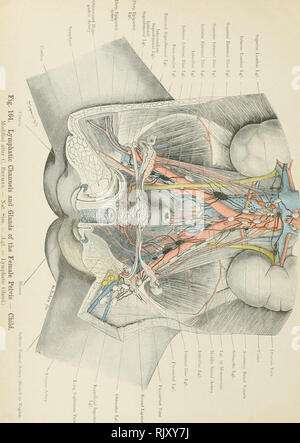 . Atlas di applicato (carta topografica) anatomia umana per studenti e professionisti. Anatomia. . Si prega di notare che queste immagini vengono estratte dalla pagina sottoposta a scansione di immagini che possono essere state migliorate digitalmente per la leggibilità - Colorazione e aspetto di queste illustrazioni potrebbero non perfettamente assomigliano al lavoro originale. Bardeleben, Karl Heinrich von, 1849-1919; Haeckel Ernst Heinrich Philipp August, 1834-1919. Londra : Rebman limitata; New York, Rebman company Foto Stock