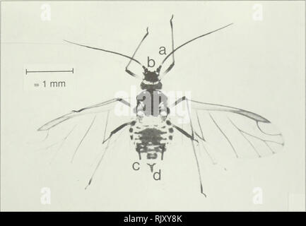 . Atlas di afidi intrappolato in colture agricole. Afidi; parassiti agricoli; Pucerons; Ennemis des Cultures. Myzus persicae (Sulzer) verde peach afide. Si prega di notare che queste immagini vengono estratte dalla pagina sottoposta a scansione di immagini che possono essere state migliorate digitalmente per la leggibilità - Colorazione e aspetto di queste illustrazioni potrebbero non perfettamente assomigliano al lavoro originale. Gualtieri, Lola L. [Ottawa] : Agricoltura e prodotti agro-alimentari in Canada Foto Stock