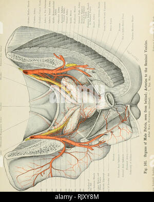 . Atlas di applicato (carta topografica) anatomia umana per studenti e professionisti. Anatomia. . Si prega di notare che queste immagini vengono estratte dalla pagina sottoposta a scansione di immagini che possono essere state migliorate digitalmente per la leggibilità - Colorazione e aspetto di queste illustrazioni potrebbero non perfettamente assomigliano al lavoro originale. Bardeleben, Karl Heinrich von, 1849-1919; Haeckel Ernst Heinrich Philipp August, 1834-1919. Londra : Rebman limitata; New York, Rebman company Foto Stock