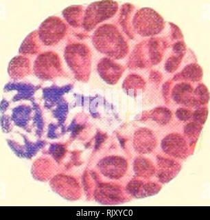 . Atlas di influenza ematologia. Ematologia veterinaria; pollame -- malattie. . Si prega di notare che queste immagini vengono estratte dalla pagina sottoposta a scansione di immagini che possono essere state migliorate digitalmente per la leggibilità - Colorazione e aspetto di queste illustrazioni potrebbero non perfettamente assomigliano al lavoro originale. Lucas, Alfred M. (Alfred Martin), 1900-; Jamroz, Casimiro. Washington, D. C. : U. S. Dipartimento di Agricoltura Foto Stock
