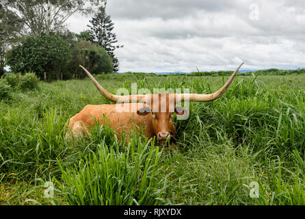 Texas Longhorn bovini (Bos taurus) seduto in un paddock, altopiano di Atherton, estremo Nord Queensland, FNQ, QLD, Australia Foto Stock