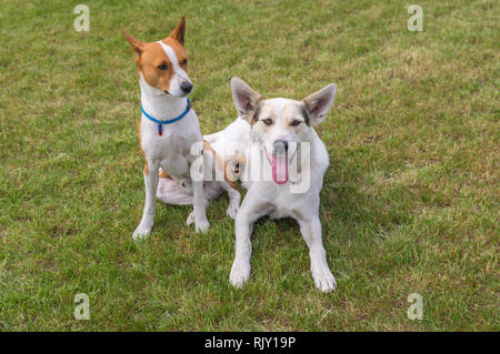 Coppia basenji il cane e il suo più giovane amico di razza mista di appoggio del cane insieme su un prato Foto Stock