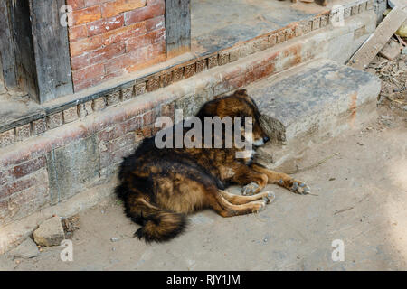 Cane che giace sotto il portico davanti alla porta di casa, Kathmandu, Nepal Foto Stock