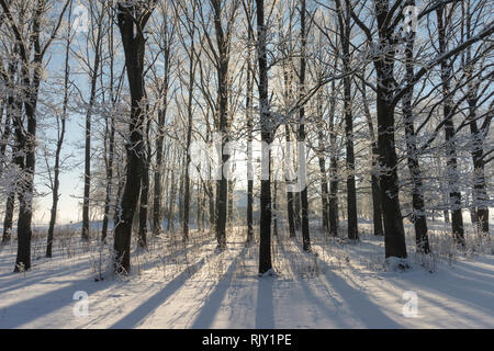 La luce dal basso sole che splende tra i rami degli alberi senza foglie in coperta di neve terreno durante il periodo invernale Foto Stock