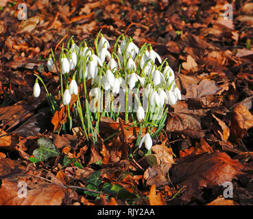 Un gruppo di bucaneve, Galanthus nivalis, in un paese di lingua inglese sagrato a Shelton, Norfolk, Inghilterra, Regno Unito, Europa. Foto Stock