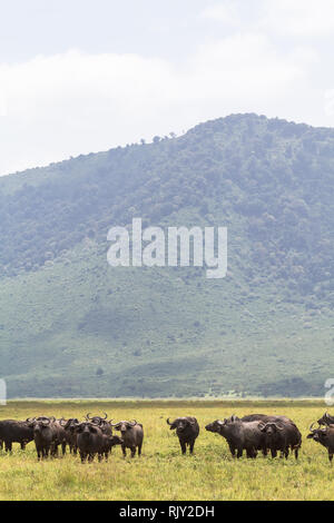 Buffaloes all'interno di un vulcano. NgoroNgoro, Tanzania Foto Stock