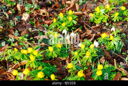 Inverno aconiti, Eranthis hyemalis e bucaneve, Galanthus nivalis, in un paese di lingua inglese sagrato a Shelton, Norfolk, Inghilterra, Regno Unito Europa. Foto Stock