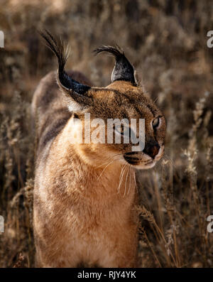 Caracal scansioni cat i suoi dintorni per alimenti Foto Stock