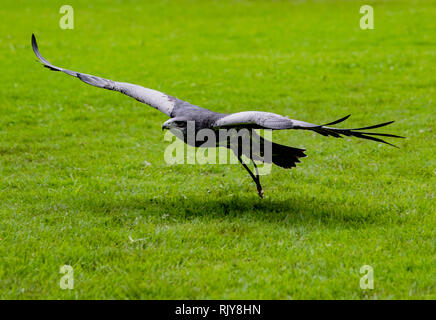 Black-Chested Buzzard-Eagle vola basso su erba, avvicinando la sua preda a un uccello centro di salvataggio in Ecuador Foto Stock