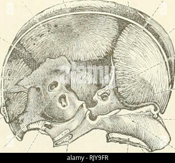 . Un atlante di anatomia umana per gli studenti e per i medici. Anatomia. j vescicola ombelicale Vesicula umbilicalis Fig. 223.-embrione umano, quattro settimane di età. La vescicola ombelicale è stata aperta. Osso parietale Os parietale squamoso della porzione di osso temporale Squama temporalis porzione membranosa del cranio primordiale Pars membranacea cranii primordialis intermembranous parte del sovra-porzione occipitale dell'osso occipitale1 Pars intermembranacea squamae occipitalis 1 erlor canale semicircolare-canali -.emicircularis superior porzione cartilaginea del cranio primordiale Pars cranii cartilaginea Foto Stock