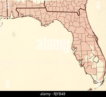 . Atlante degli Stati Uniti alberi: volume 5. Florida. Alberi. 100 200 MIGLIA 1,1,1 | ' 1 ' | " I ' | ' I 0 100 200 300 chilometri I. Mappa 1.-Chamaecyparis thyoides (L.) B.S.P., Atlantic bianco-cedro. Mappa 2.-Juniperus silicicola (piccole) Bailey, redcedar meridionale. Mappa 3.-Juniperus Virginiana L., Eastern redcedar. Mappa 4.-Pinus clausa (Chapm.) Vasey, sabbia pino. Mappa 5.-Pinus echinata Mill., pino shortleaf. Mappa 6.-Pinus elliottii Engelm., slash pine.. Si prega di notare che queste immagini vengono estratte dalla pagina sottoposta a scansione di immagini che possono essere state migliorate digitalmente per la leggibilità - Colorazione e aspetto del Foto Stock