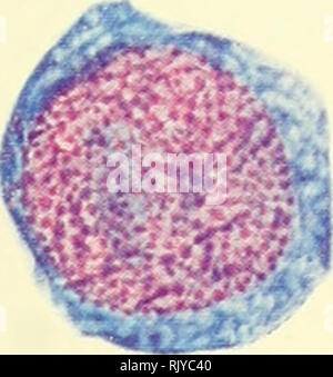. Atlas di influenza ematologia. Ematologia veterinaria; pollame -- malattie. . Si prega di notare che queste immagini vengono estratte dalla pagina sottoposta a scansione di immagini che possono essere state migliorate digitalmente per la leggibilità - Colorazione e aspetto di queste illustrazioni potrebbero non perfettamente assomigliano al lavoro originale. Lucas, Alfred M. (Alfred Martin), 1900-; Jamroz, Casimiro. Washington, D. C. : U. S. Dipartimento di Agricoltura Foto Stock