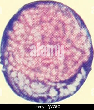 . Atlas di influenza ematologia. Ematologia veterinaria; pollame -- malattie. . Si prega di notare che queste immagini vengono estratte dalla pagina sottoposta a scansione di immagini che possono essere state migliorate digitalmente per la leggibilità - Colorazione e aspetto di queste illustrazioni potrebbero non perfettamente assomigliano al lavoro originale. Lucas, Alfred M. (Alfred Martin), 1900-; Jamroz, Casimiro. Washington, D. C. : U. S. Dipartimento di Agricoltura Foto Stock