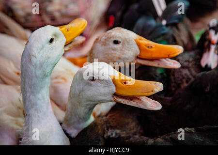 Le oche per la vendita nel mercato locale, per essere portati a casa per la cena Foto Stock