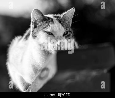 Bilanciamento del gatto sulla staccionata in legno, immagine in bianco e nero Foto Stock