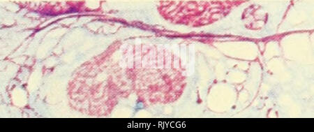 . Atlas di influenza ematologia. Ematologia veterinaria; pollame -- malattie. ^^ -:. Si prega di notare che queste immagini vengono estratte dalla pagina sottoposta a scansione di immagini che possono essere state migliorate digitalmente per la leggibilità - Colorazione e aspetto di queste illustrazioni potrebbero non perfettamente assomigliano al lavoro originale. Lucas, Alfred M. (Alfred Martin), 1900-; Jamroz, Casimiro. Washington, D. C. : U. S. Dipartimento di Agricoltura Foto Stock