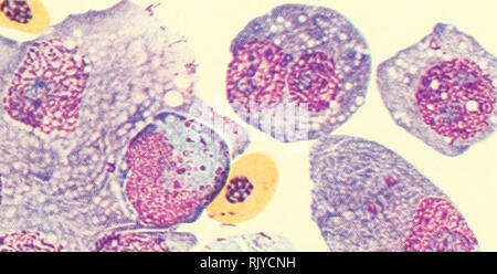 . Atlas di influenza ematologia. Ematologia veterinaria; pollame -- malattie. . Si prega di notare che queste immagini vengono estratte dalla pagina sottoposta a scansione di immagini che possono essere state migliorate digitalmente per la leggibilità - Colorazione e aspetto di queste illustrazioni potrebbero non perfettamente assomigliano al lavoro originale. Lucas, Alfred M. (Alfred Martin), 1900-; Jamroz, Casimiro. Washington, D. C. : U. S. Dipartimento di Agricoltura Foto Stock